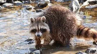 Ratonii, animale obsedate de curatenie? De ce isi spala hrana