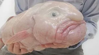 10 curiozitati despre cel mai urat peste din lume, Blobfish