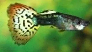 Guppy