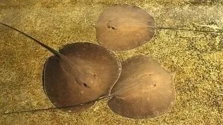 7 lucruri interesante despre pisica de rau, o specie aflata in pericol de disparitie