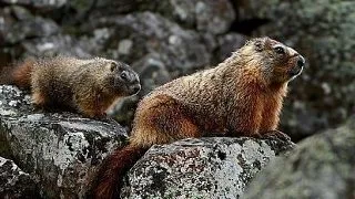 Schimbarile climatice influenteaza preferintele culinare: iata 4 animale care si-au schimbat meniul!