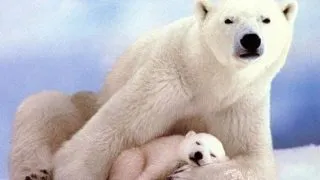 6 moduri surprinzatore in care animalele isi cresc si au grija de puii lor