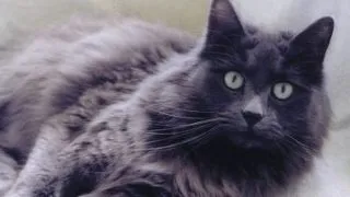 9 curiozitati despre pisica nebelung, o raritate in lumea felinelor