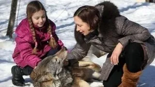 Lupii, animale de casa? Da, se poate! Iata povestea unei familii din Belarus!