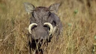 10 curiozitati simpatice despre Phacochoerus africanus, porcul cu negi