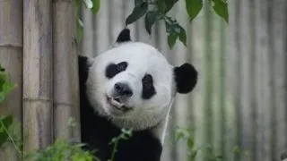 Metoda ingenioasa la care a recurs o ursoaica panda pentru a primi mai multa hrana
