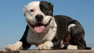 5 pitbuli adorabili care iti vor schimba parerea despre "fioroasa" rasa