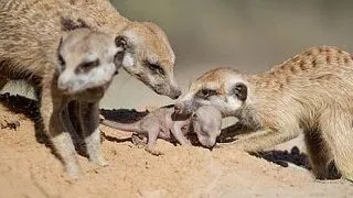 Curajul unei mame: cum si-a salvat o suricata puii FOTO