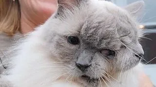 5 cazuri bizare de mutatii in lumea animalelor