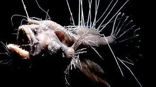 6 creaturi marine ce par desprinse din cele mai negre cosmaruri