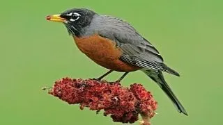 10 curiozitati despre mierla americana, Turdus migratorius