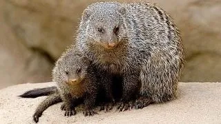 4 solutii bizare pentru probleme si mai ciudate din lumea animalelor