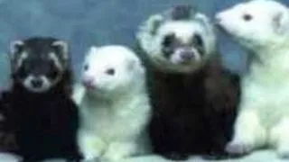 Dihorul - animal de companie