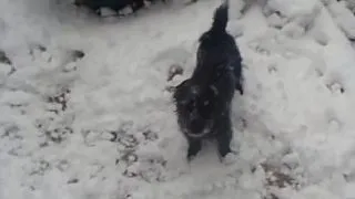 Cum reactioneaza un caine adorabil cand vede prima oara zapada! VIDEO