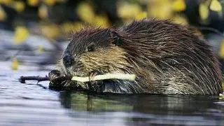 Top 3 cei mai grozavi arhitecti din lumea animalelor