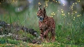 Rasul iberic, o felina superba pe cale de disparitie: 5 factori care ii grabesc pieirea