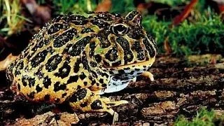4 broscute cu superputeri. Iata ce pot face micii amfibieni!