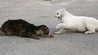 Sirianul care iubeste pisicile mai mult decat pe el insusi: ce face zilnic barbatul pentru 150 de feline!