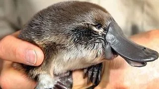 6 animale despre care nu stiai ca sunt veninoase