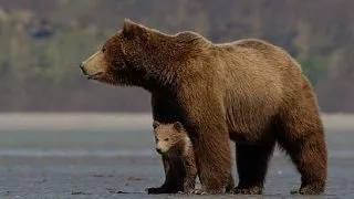 6 curiozitati interesante despre fascinantii ursi