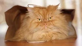 El este Garfi, cel mai nervos motan din lume! FOTO