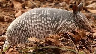 7 lucruri de-a dreptul bizare din lumea animalelor. Tu le stiai?