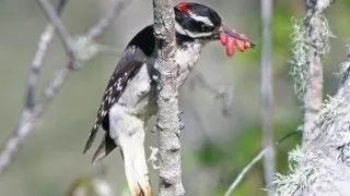 11 lucruri interesante despre ciocanitoarea paroasa, Picoides villosus