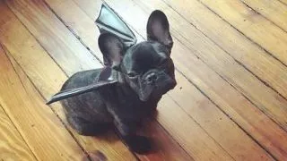 Halloweenul se apropie! Iata cum se pregatesc animalele! FOTO