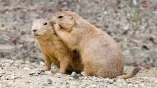 6 curiozitati pe care nu le stiai despre limbajul animalelor