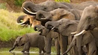 In Africa, braconajul trimite elefantii si rinocerii la disparitie