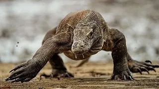 Animalele si apucaturile lor teribile: 5 obiceiuri dezgustatoare care te vor infricosa