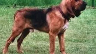 Ce nu stiati despre Bloodhound