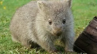 8 lucruri pe care nu le stiai despre wombat