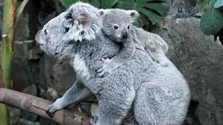 15 curiozitati teribil de simpatice despre animale. Tu le stiai?