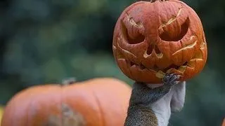 Si veveritelor le place Halloweenul! Iata dovada! FOTO