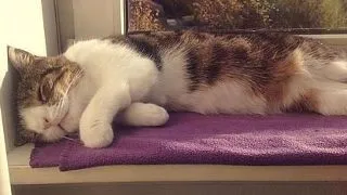 El este Monty, un motan adorabil cu o infatisare iesita din comun FOTO