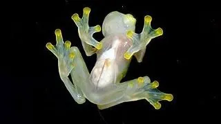 8 animale transparente care te vor lasa mut de uimire