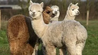 9 lucruri interesante pe care nu le stiai despre simpatica alpaca