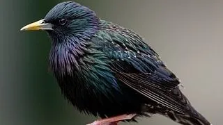 Cand natura se razbuna: 5 animale care au invadat si au distrus populatii intregi de vietuitoare