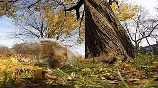 Ce se intampla cand lasi o camera foto la dispozitia unei veverite... VIDEO