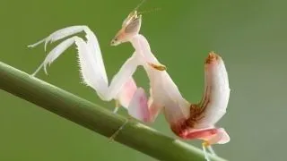 7 specii de insecte calugarite absolut incredibile
