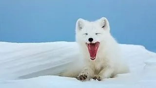 Top 5 cele mai spectaculoase specii de vulpi din lume