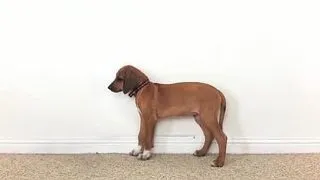 De la un catelus de 2 luni la un adult de 3 ani in doar 23 de secunde VIDEO