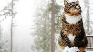 Cu frigul nu e de glumit! Cum ai grija de animalele de casa iarna