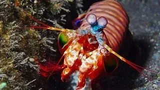 7 animale stilate, cu "tinute" absolut fabuloase