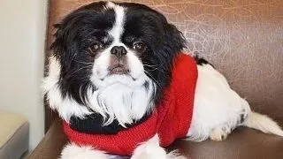 Esme, catelusa care a primit o noua sansa la viata dupa un diagnostic fatal FOTO