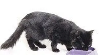 Hrana pisicii - umeda sau uscata si cat de des?