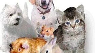 Animale care simt bolile si presimt dezastrele naturale