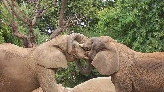 7 mituri despre animale care sunt de fapt adevarate