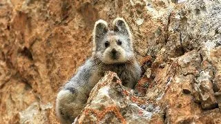 Iepurele Magic, o specie rara, vazut de curand